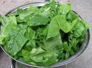 gidoctorspinach