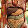 endoscopy what to expect endoscopy what to expect