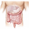 best gastroenterologist los angeles best gastroenterologist los angeles